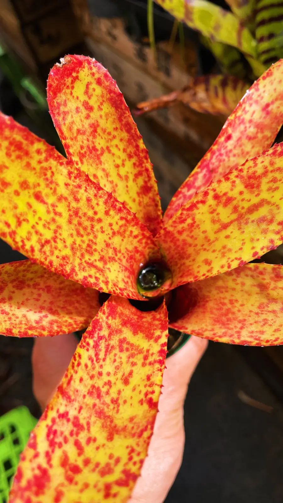 ネオレゲリア　オーストラリアンペッパー