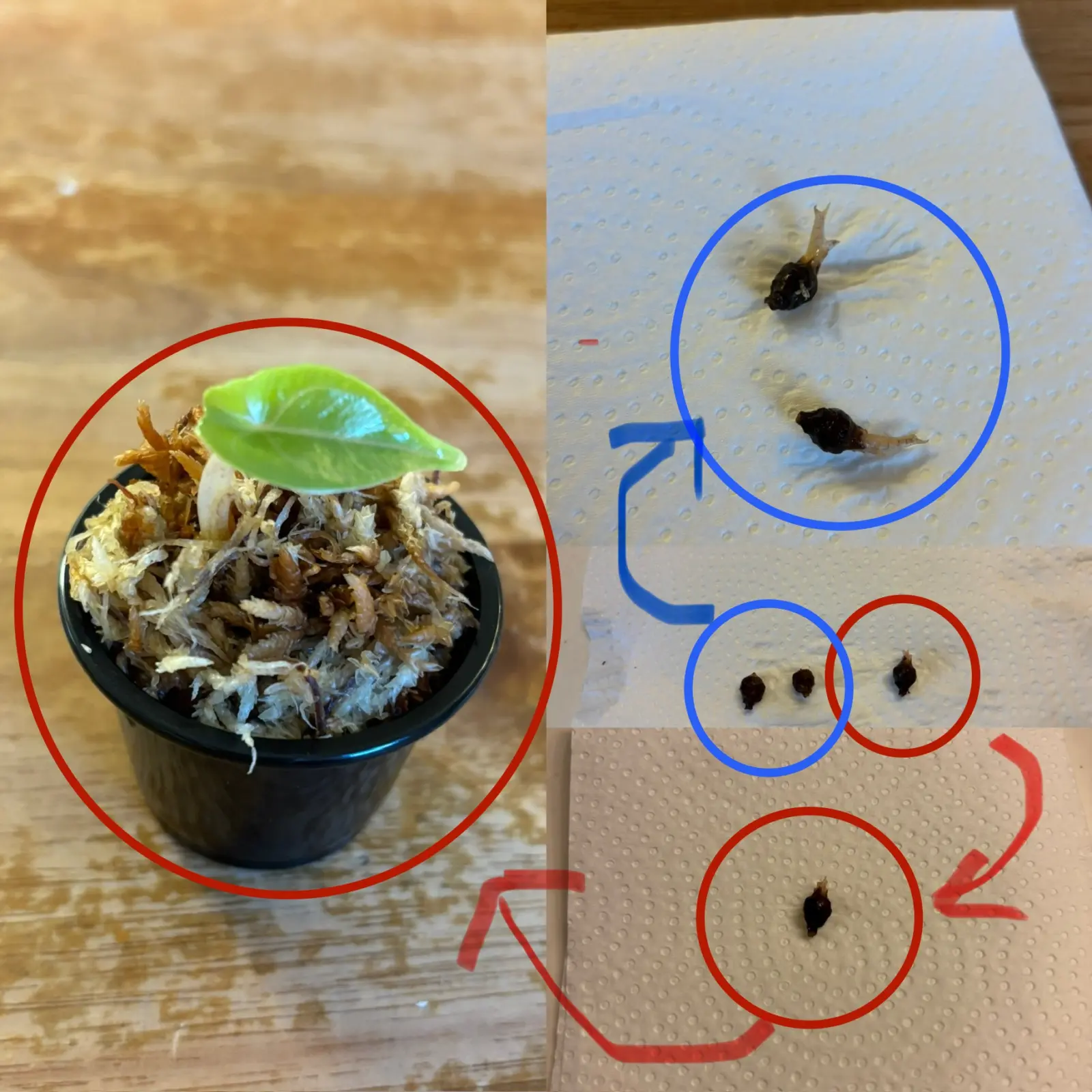 アロカシア　アズラニー　イモ　杉山式その後