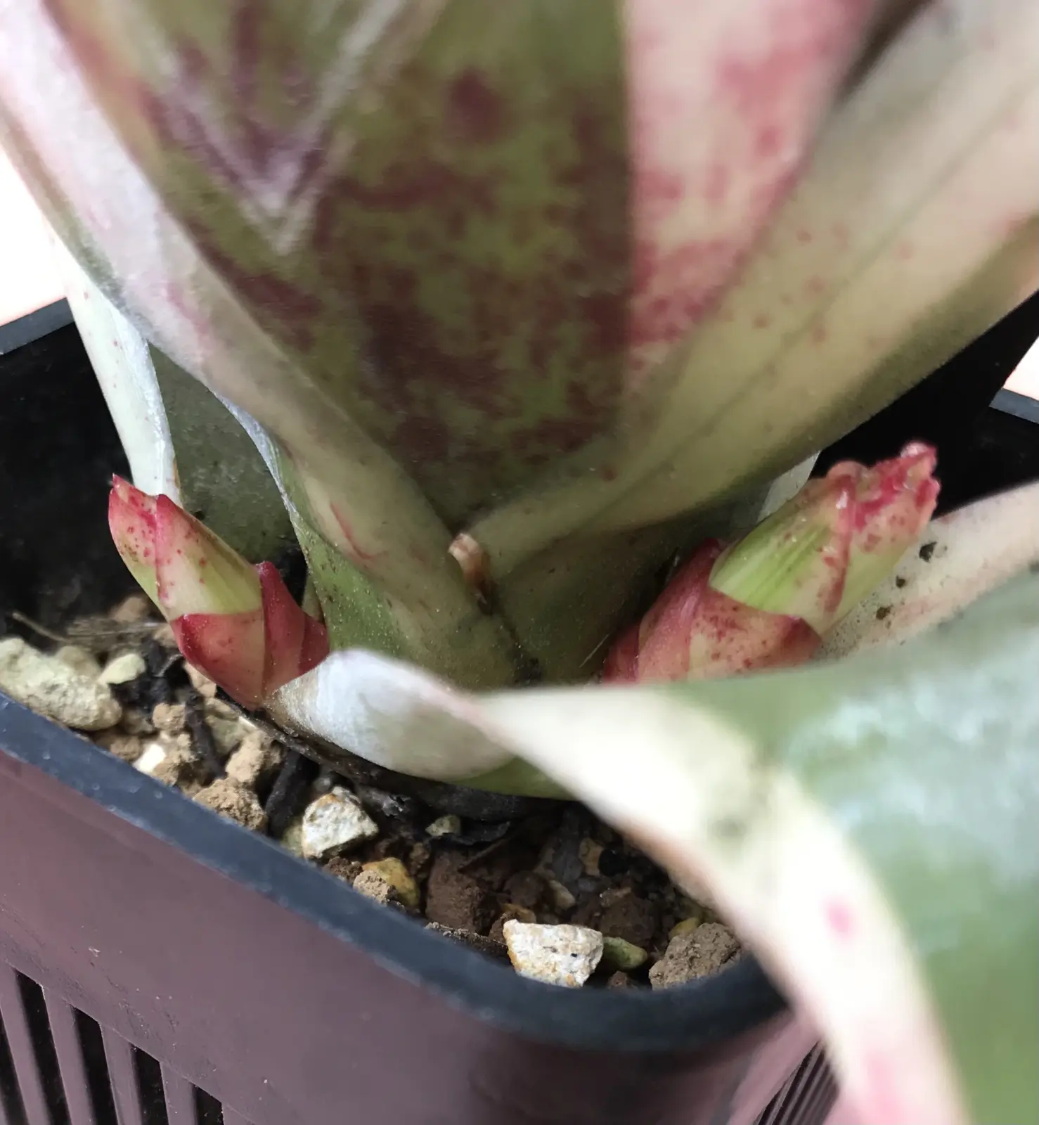 ネオレゲリア アラエア　子株3つｷﾀー!!!!!