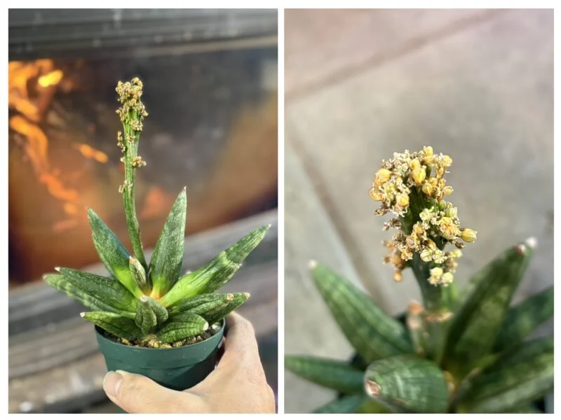 サンセベリア イザナギ 花