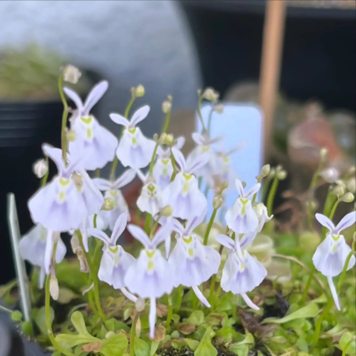 食虫植物　ウトリクラリア　サンダーソニー　ウサギゴケ　花