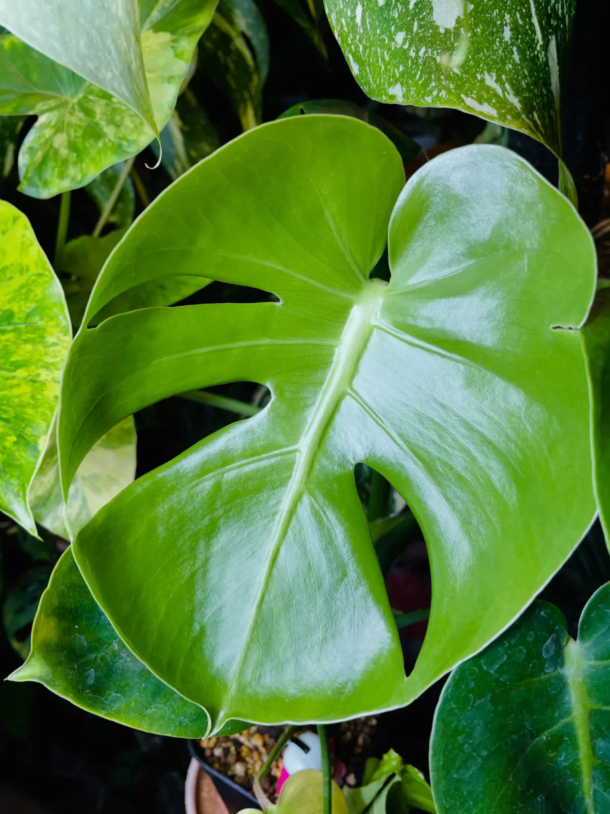 モンステラ 福助