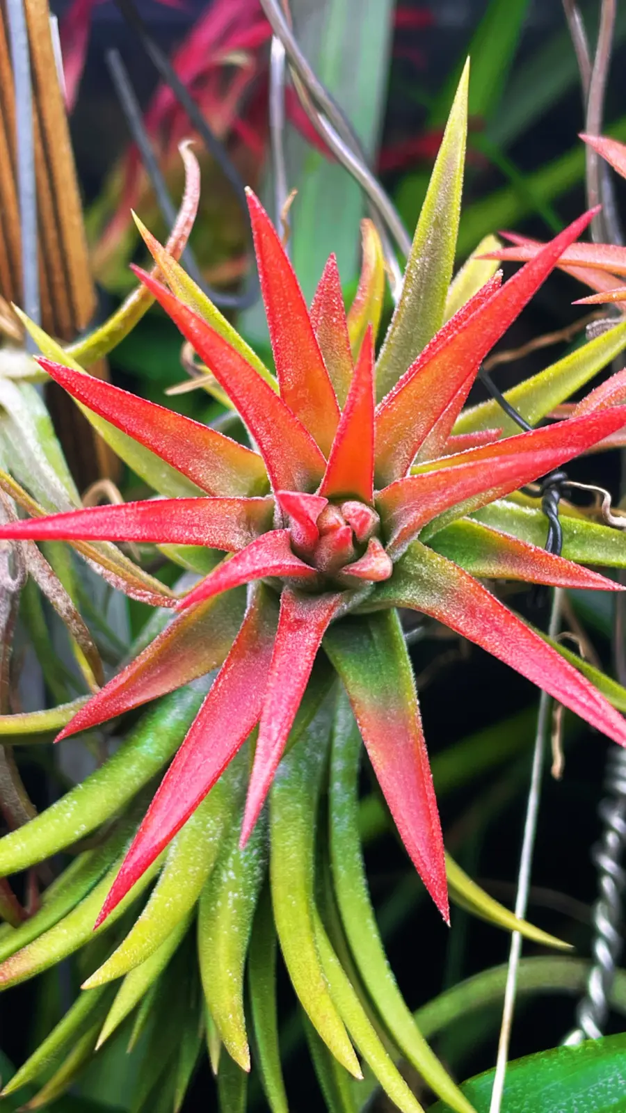 ティランジア イオナンタ オレンジ