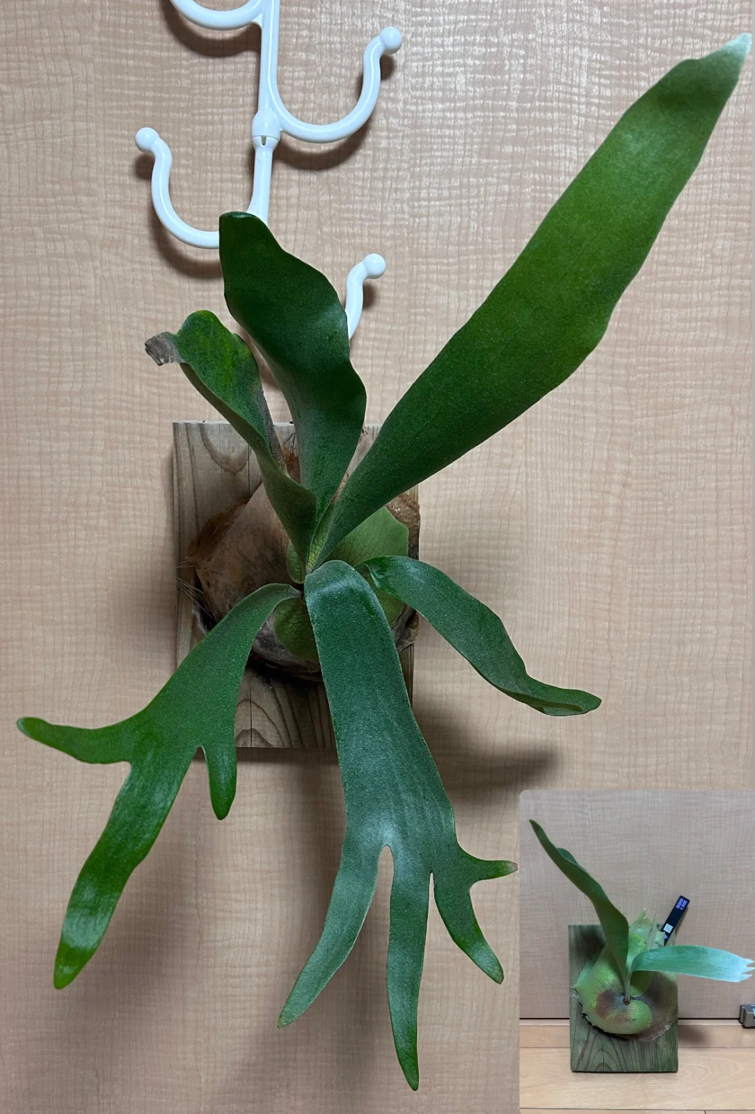 ビカクシダ 札落ち　②