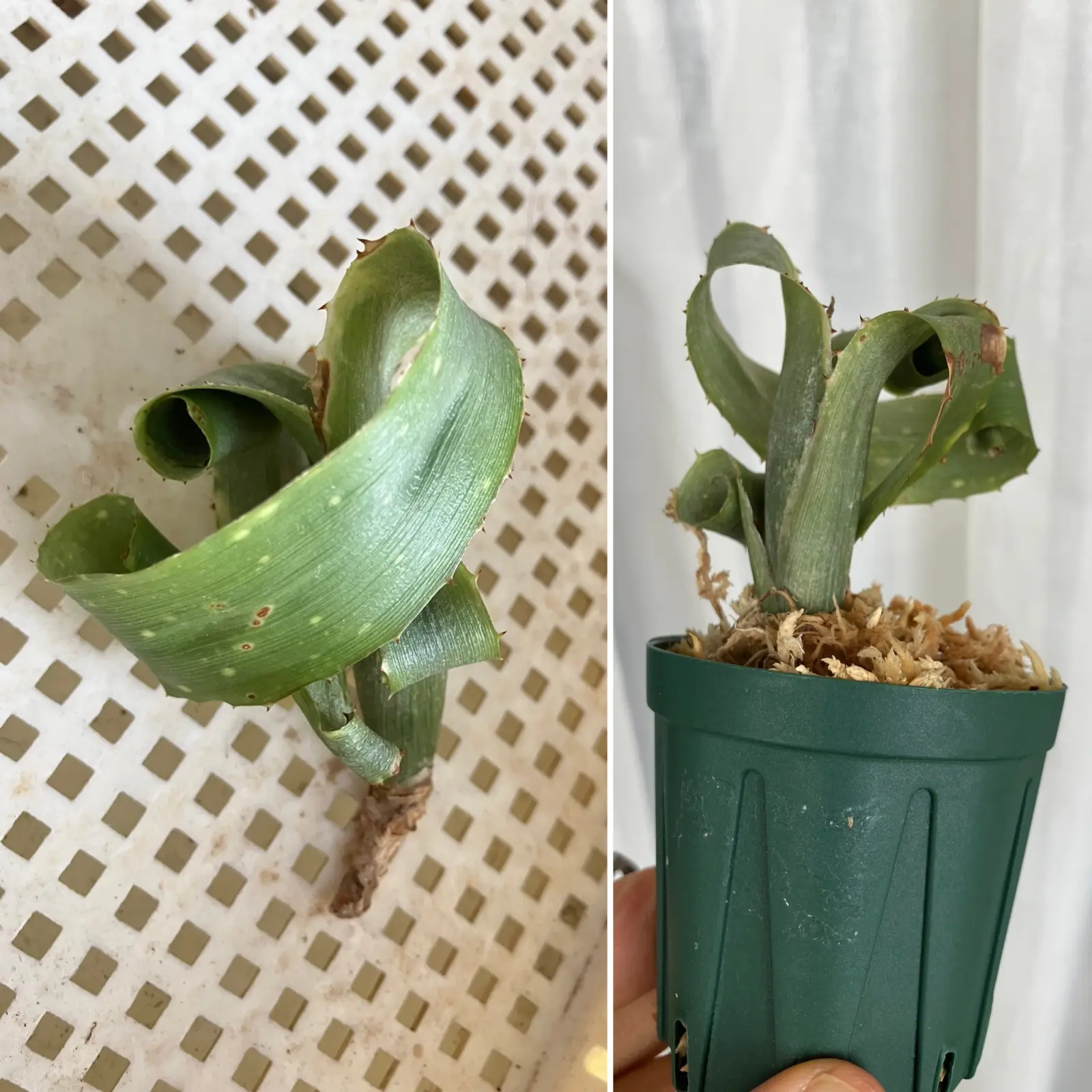 ビルベルギア　ポキートブランコ　祈・復活