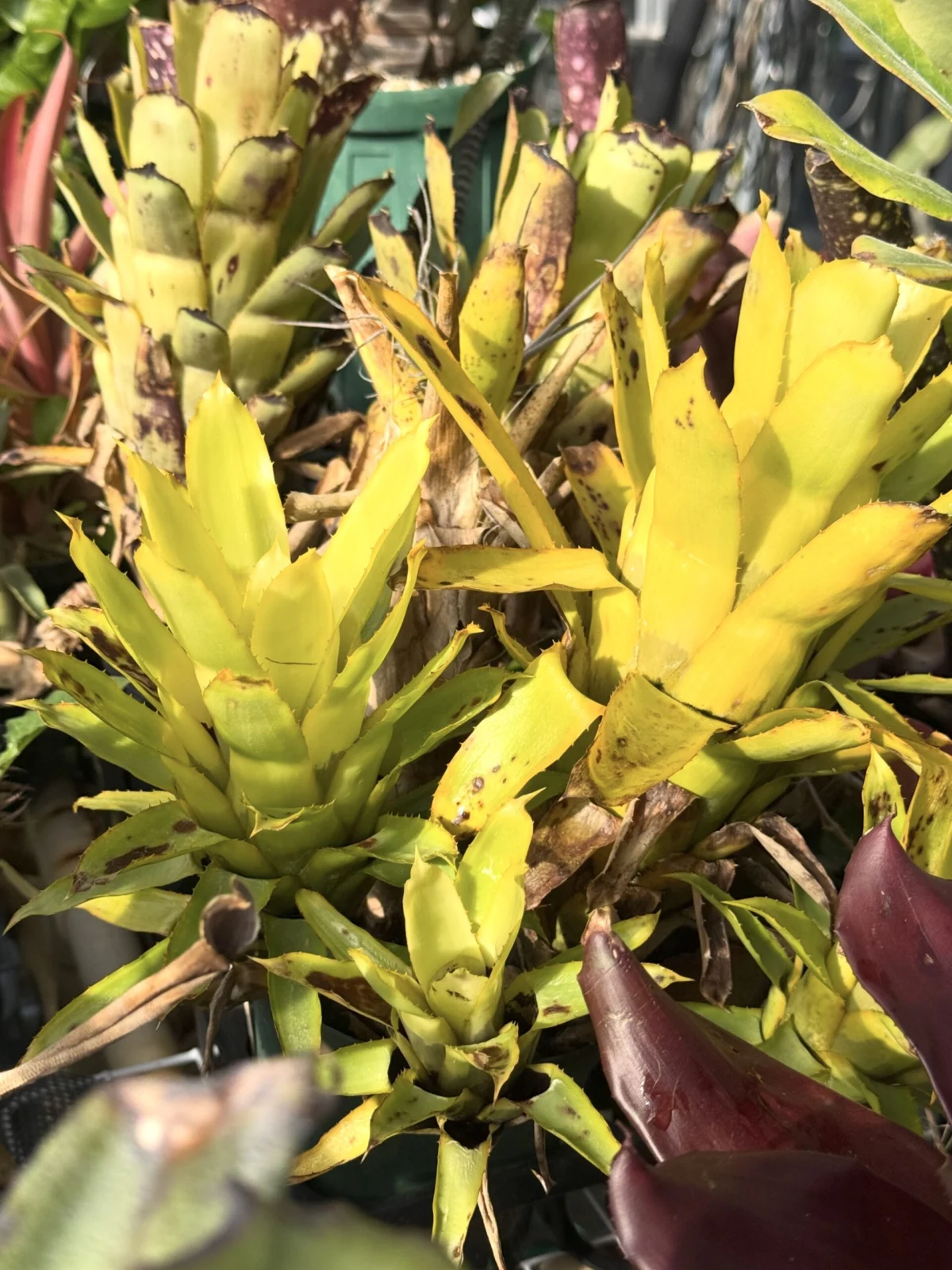 ケスネリア　チュビフォリア