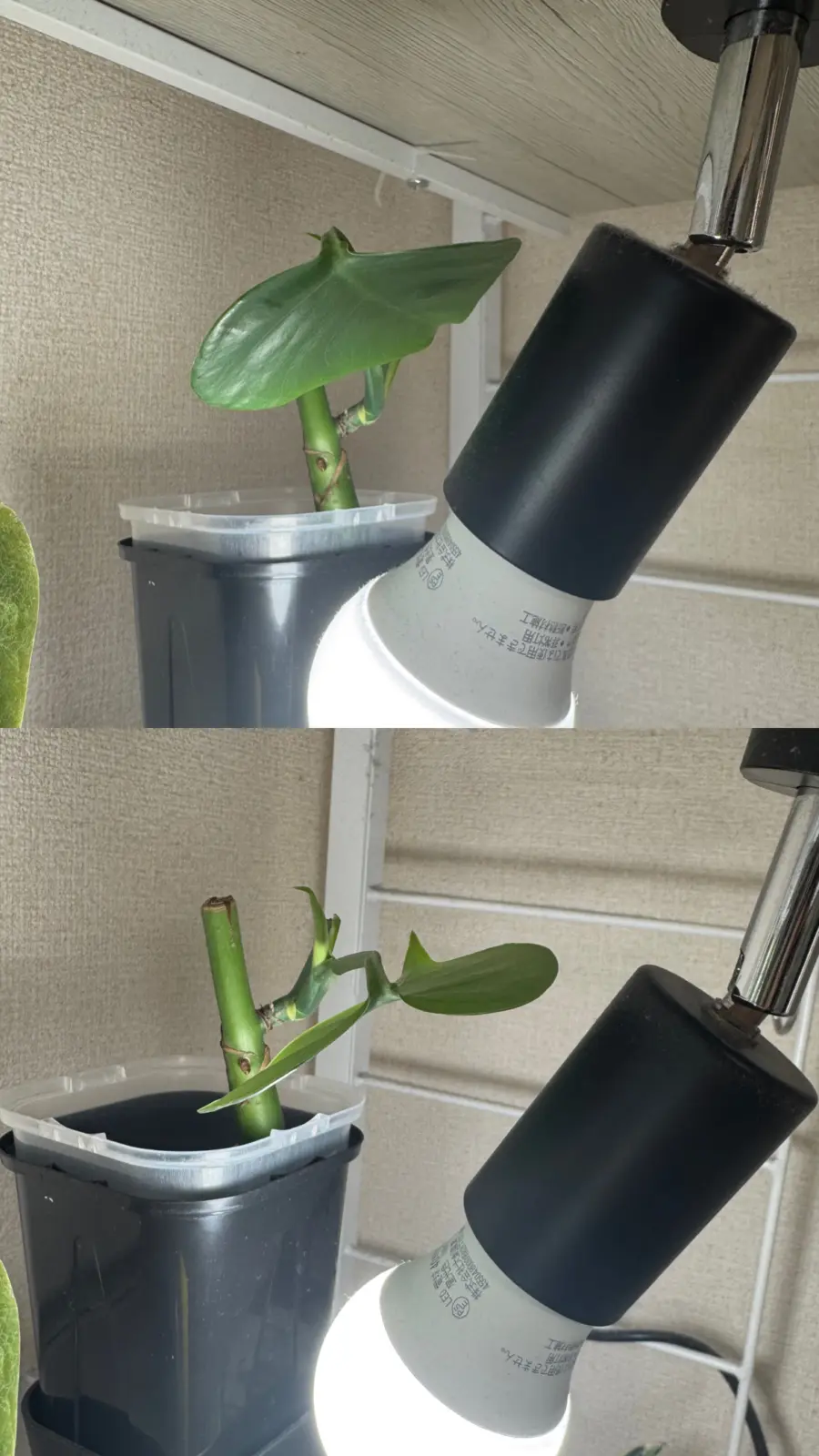 モンステラ　デリシオーサ　マクロコズム　光大好き実験