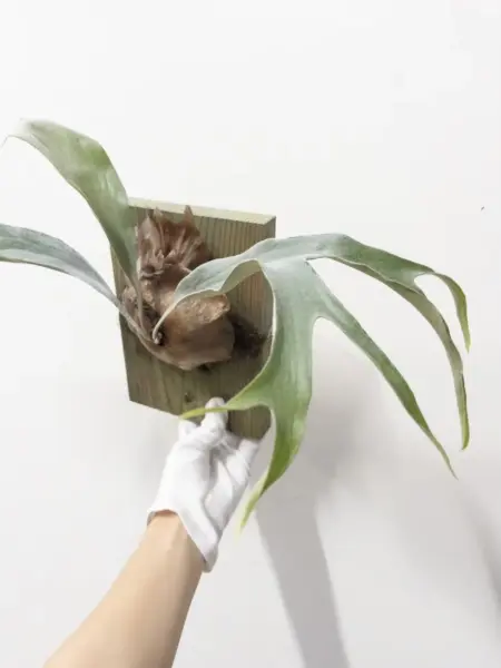 ビカクシダ マウントルイス