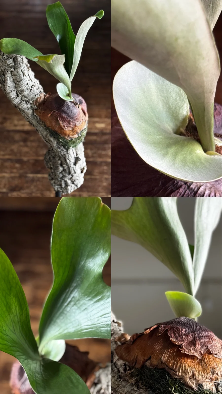 ビカクシダ　エリシー