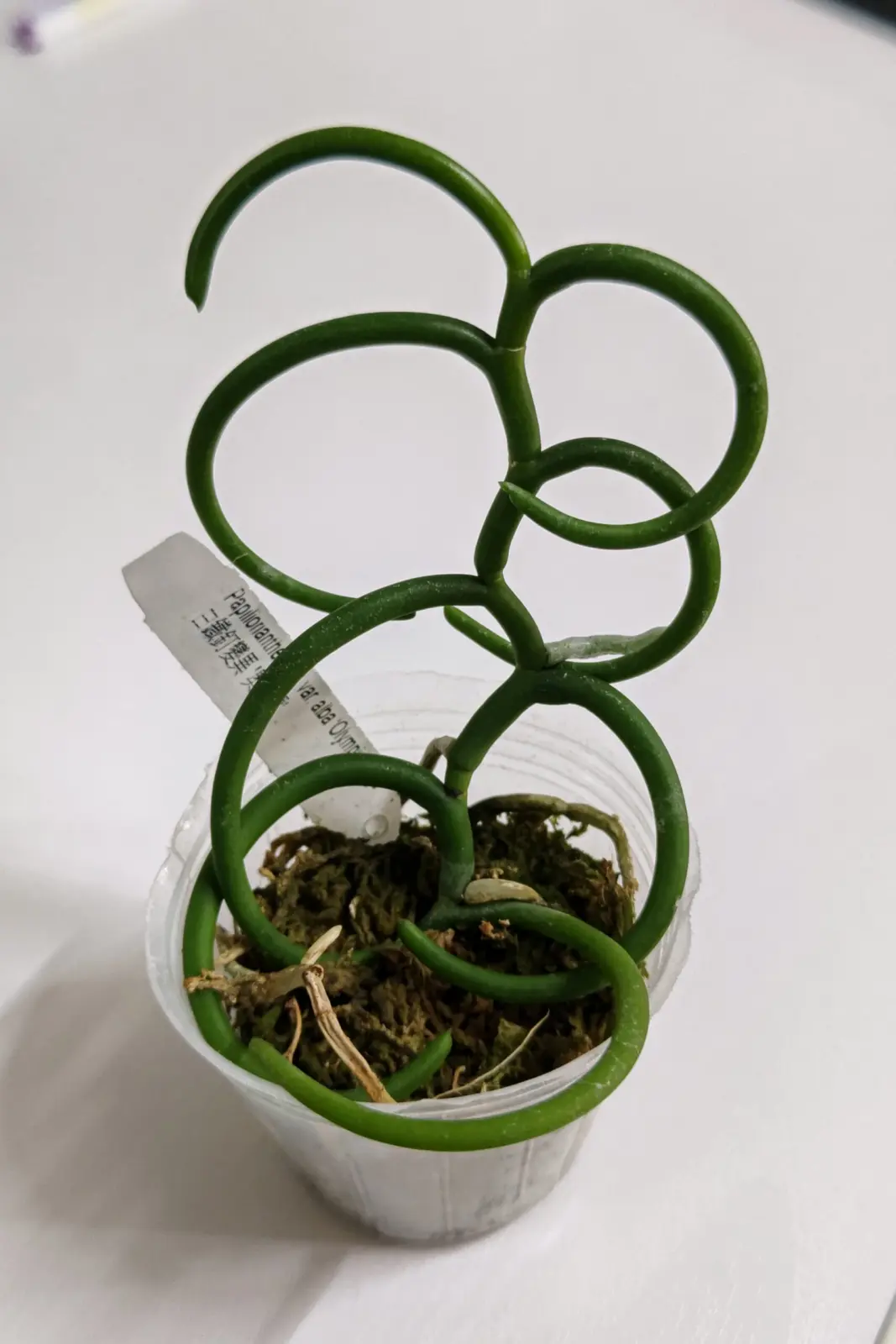 蘭 パピリオナンセ オリンピックリング