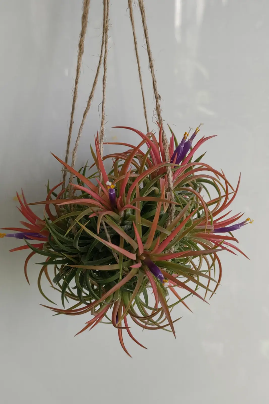 イオナンタ クランプ 開花