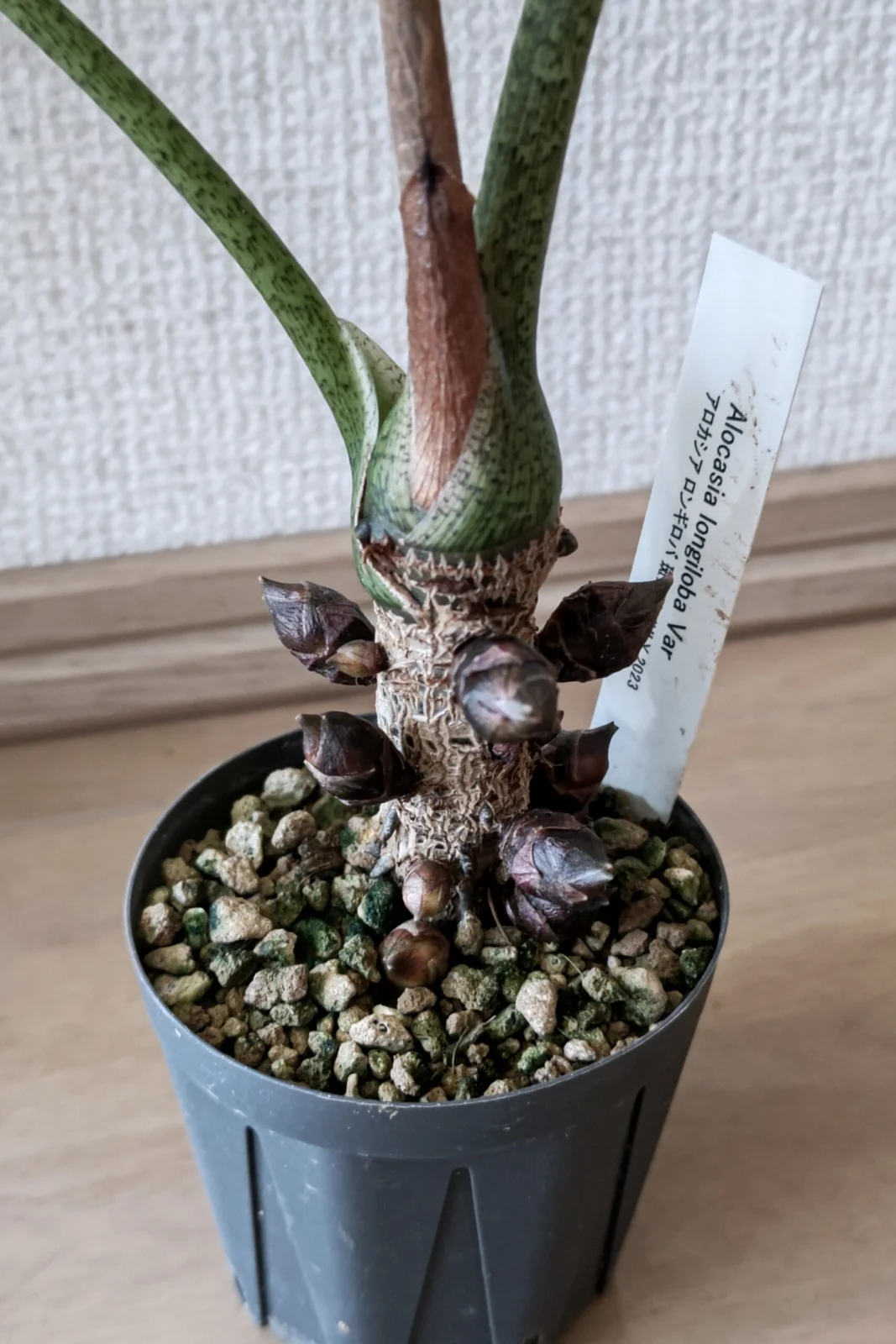 アロカシア ロンギロバ