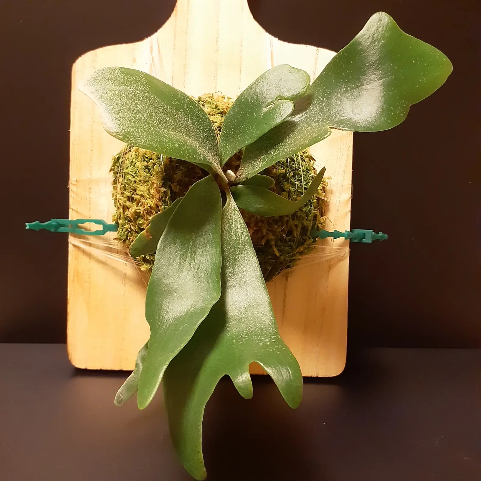 ビカクシダ　ネザーランド　ホムセン