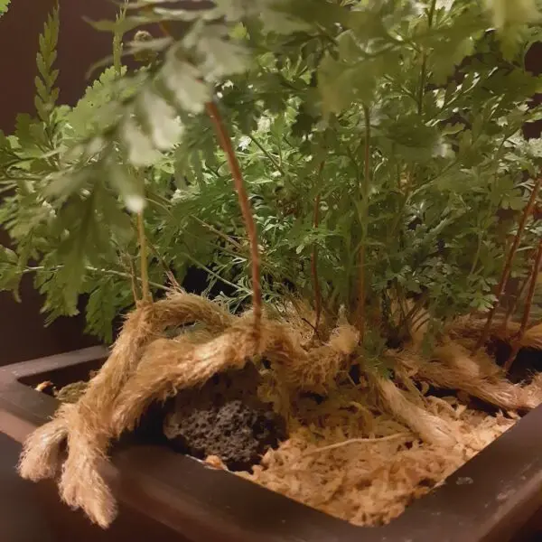 シノブ　根茎　100均