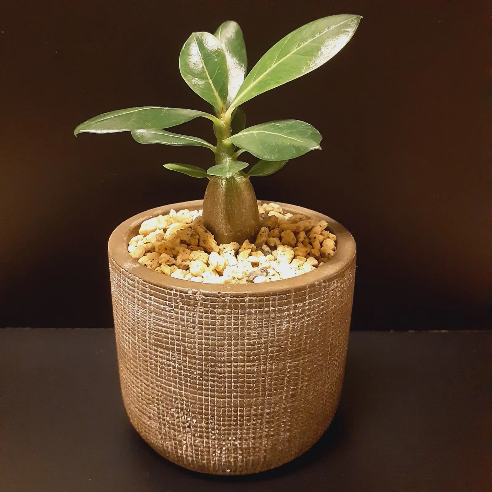 塊根植物　アデニウム　オベスム　ホムセン