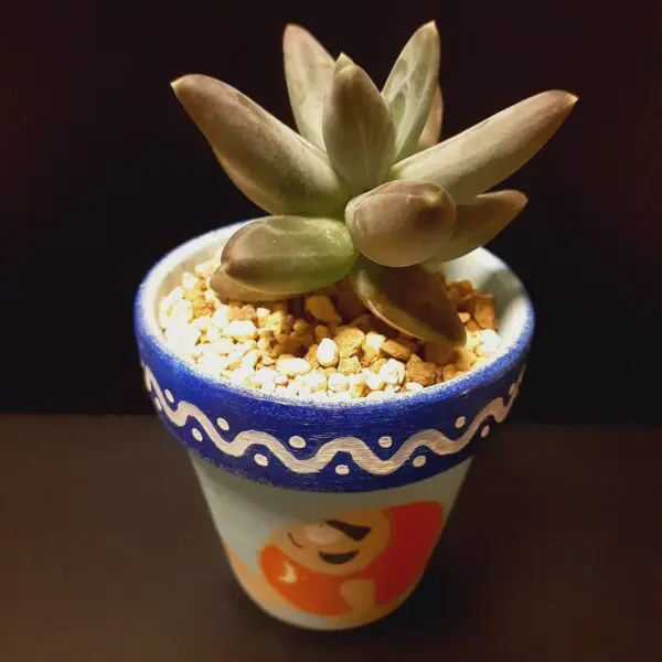 多肉植物　パキフィツム　グラウクム　ホムセン