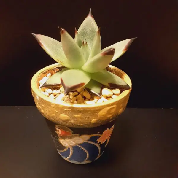 多肉植物　エケベリア　アガボイデス・スーパークローン　ホムセン