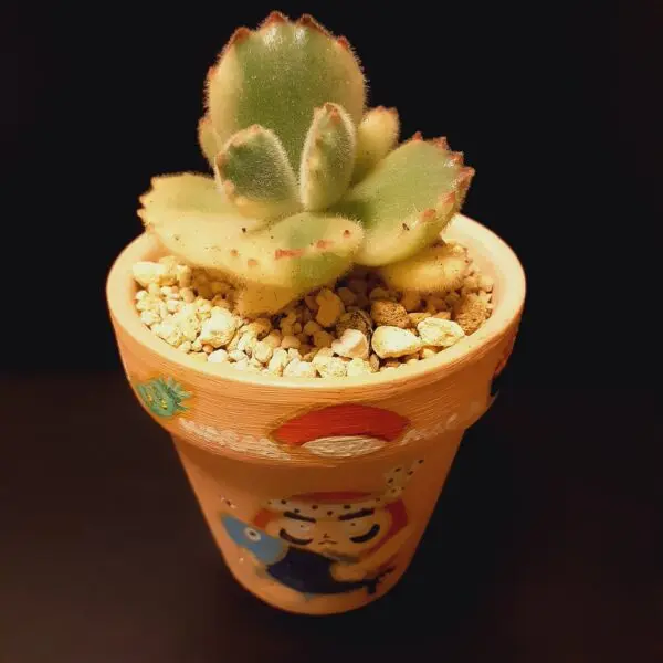 多肉植物　コチレドン　熊童子錦　ホムセン