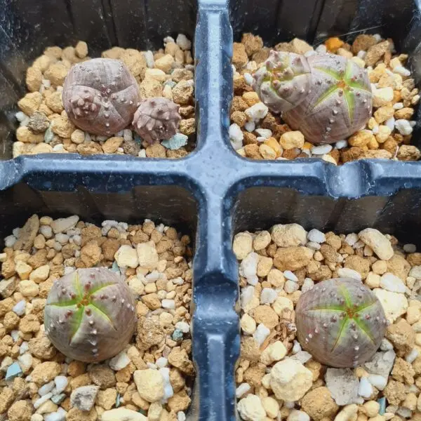 多肉植物　ユーフォルビア　オベサ　子株