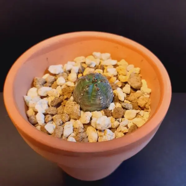 多肉植物　ユーフォルビア　オベサ