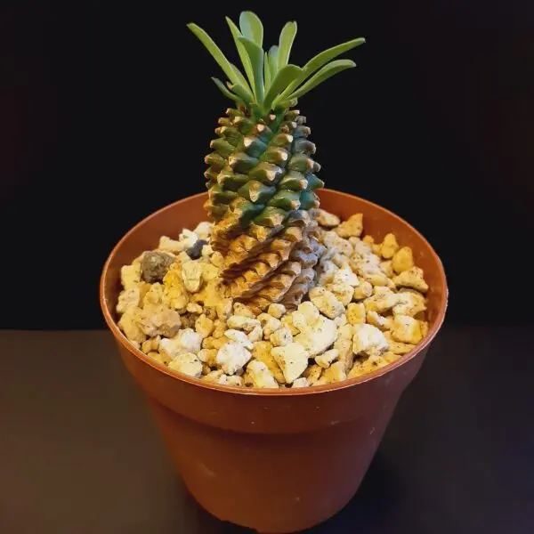 多肉植物　ユーフォルビア　ソテツキリン　子株