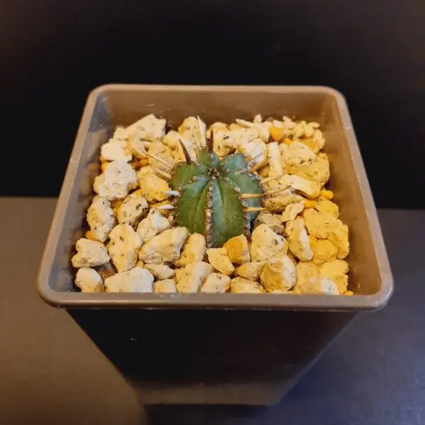 多肉植物　ユーフォルビア　ホリダ　孫株