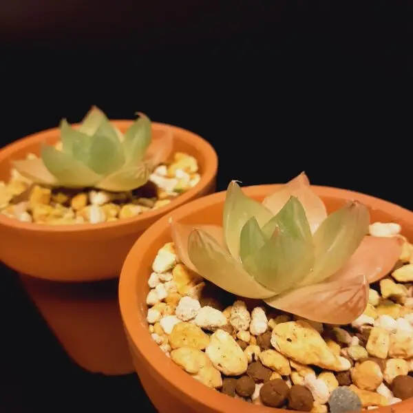 多肉植物　ハオルチア　札落ち　100均