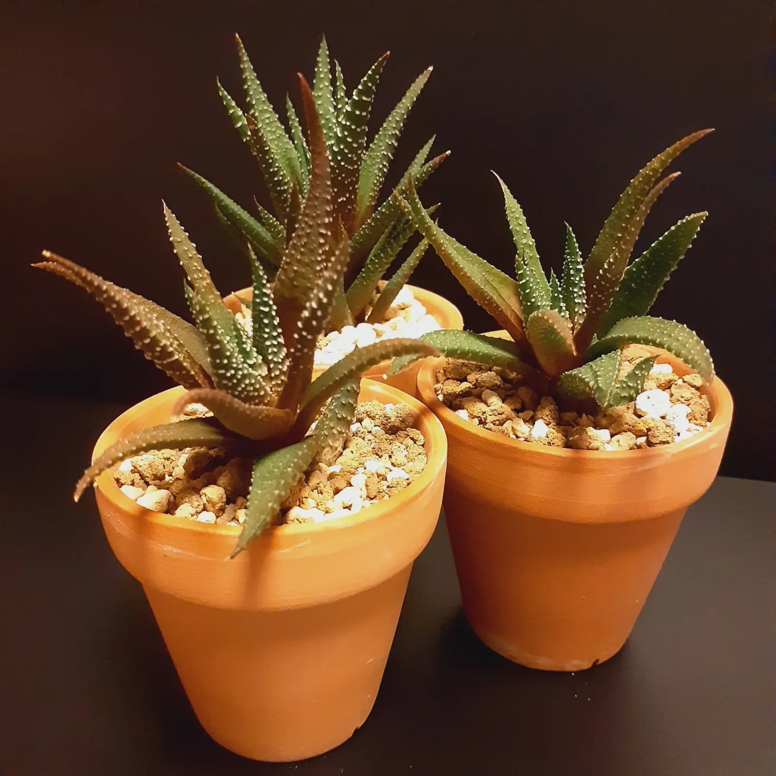 多肉植物　ハオルチア　十二の巻　100均
