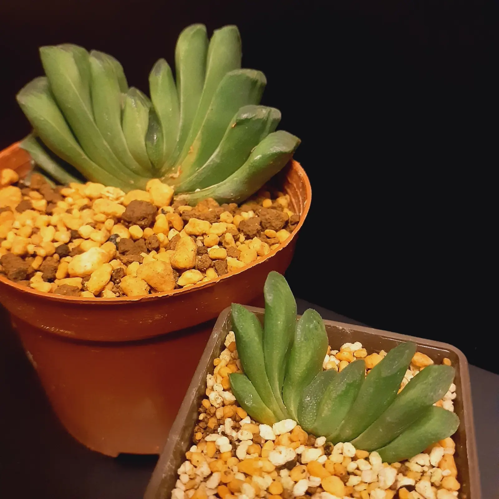 多肉植物　ハオルチア　玉扇　100均