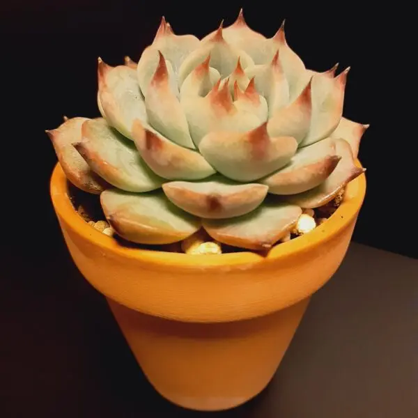 多肉植物　エケベリア　ティッピー　ホムセン