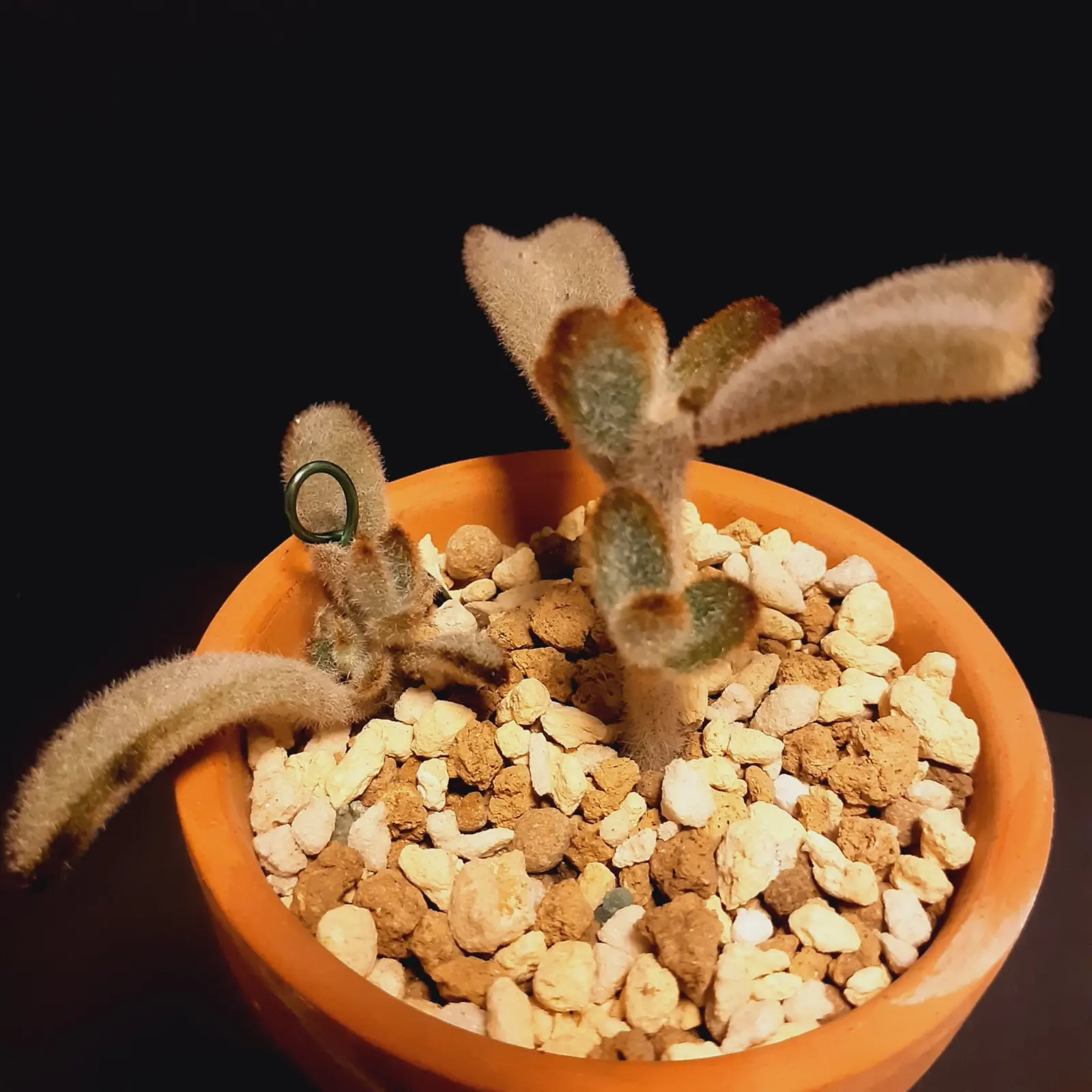多肉植物　コチレドン　月兎耳　100均