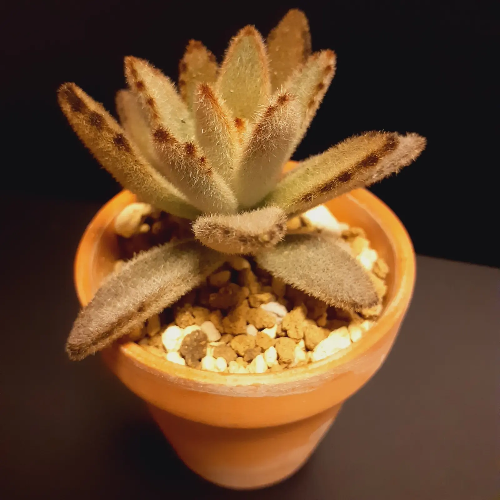多肉植物　コチレドン　ゴールデンラビット　ホムセン