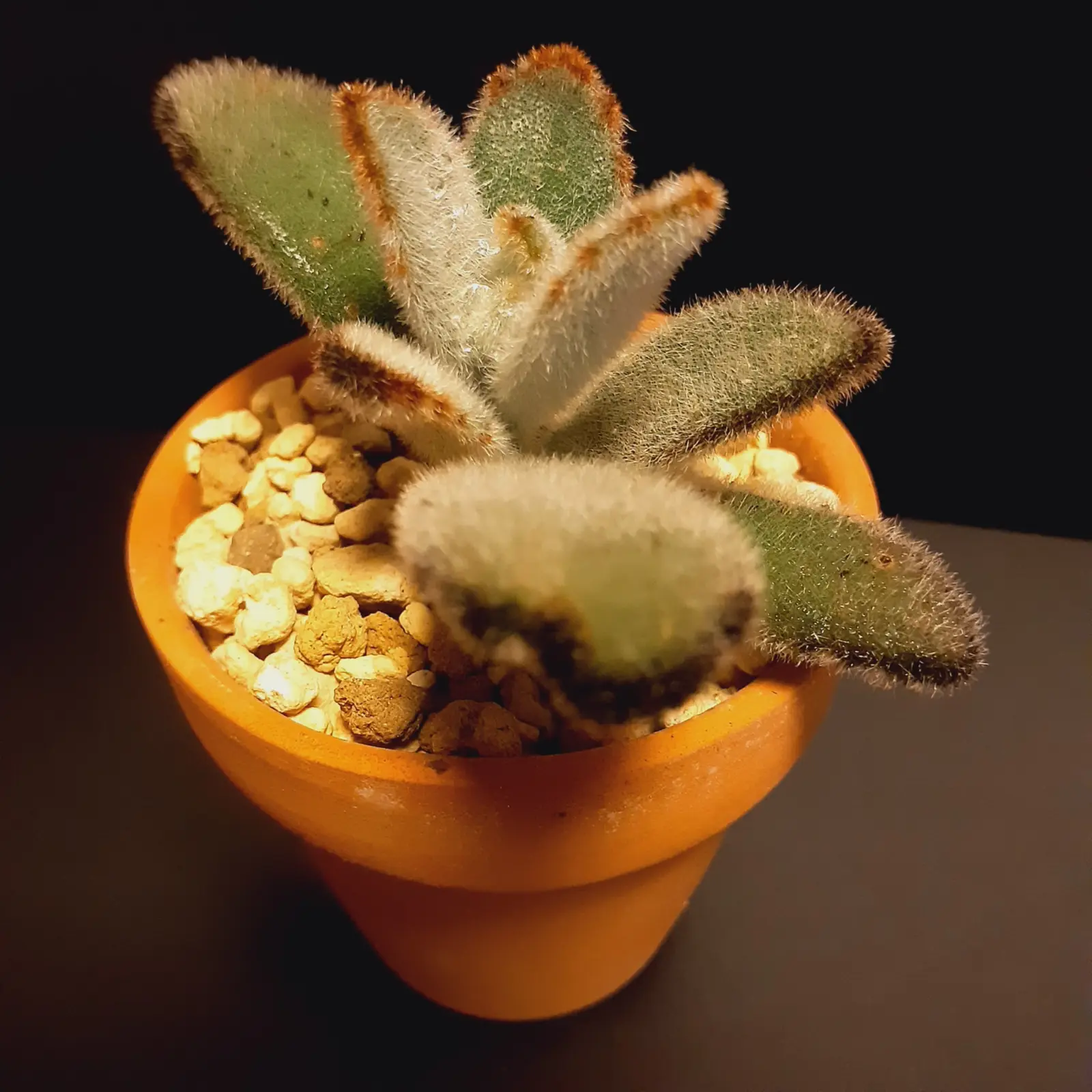 多肉植物　コチレドン　ジャンボラビット　ホムセン