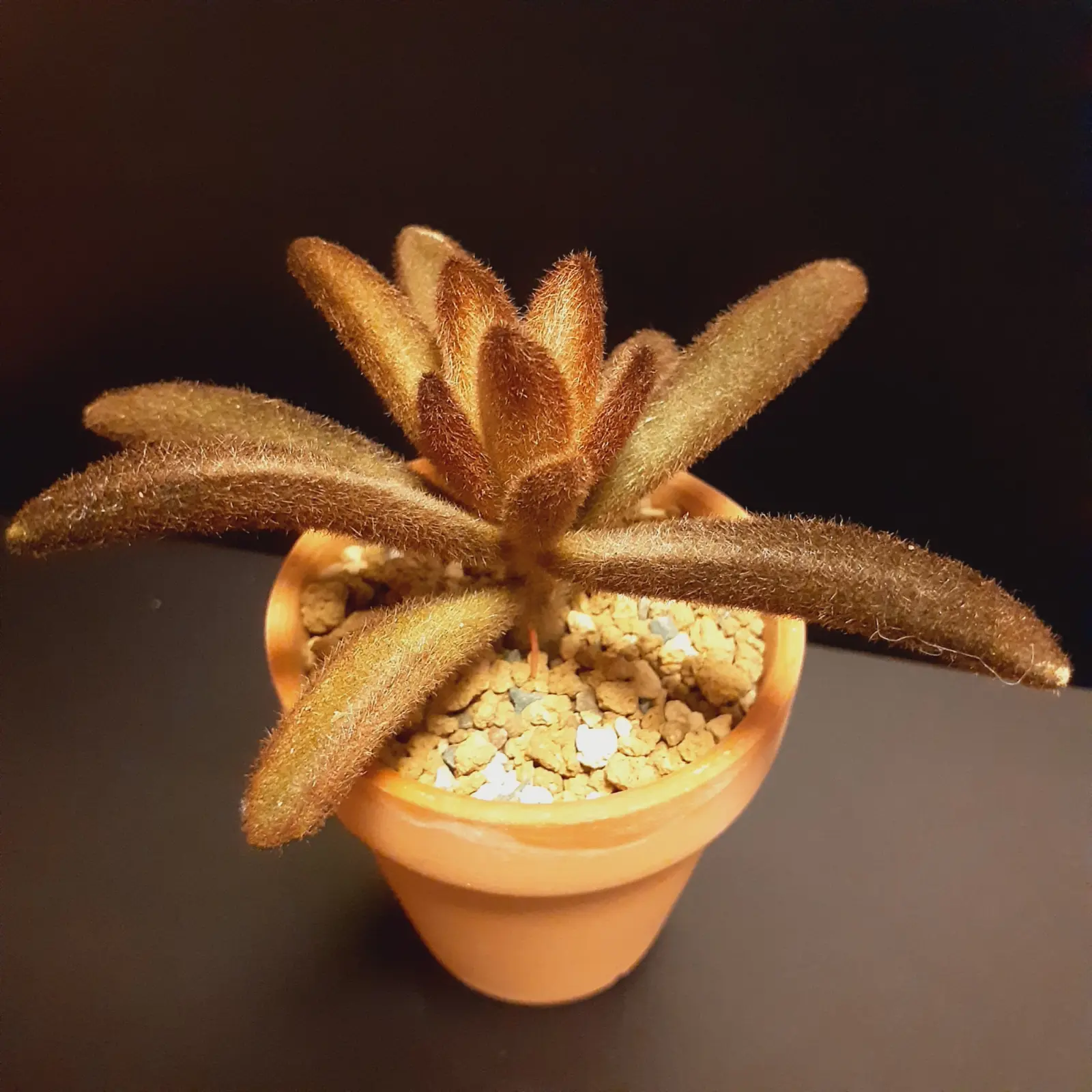 多肉植物　コチレドン　孫悟空　ホムセン