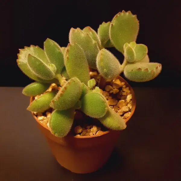 多肉植物　コチドレン　熊童子　ホムセン