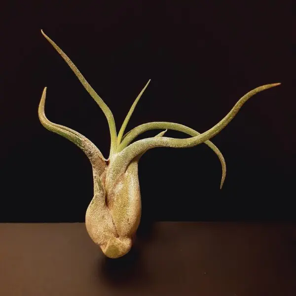 ティランジア　カプットメドゥサエ　ホムセン