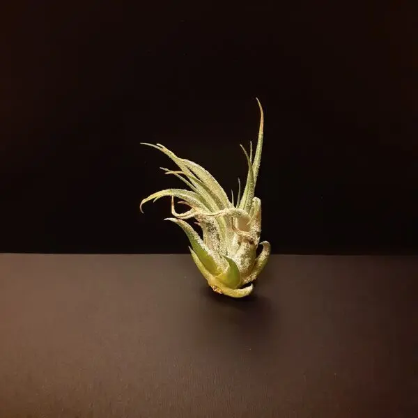 ティランジア　コルビィ　ホムセン