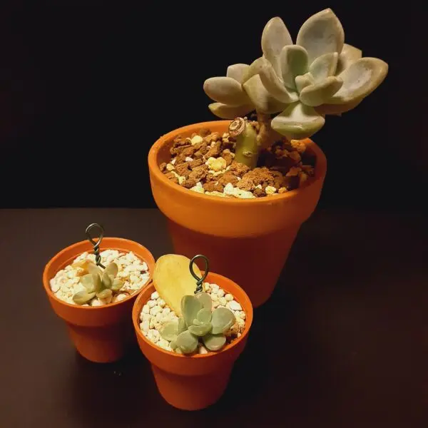 多肉植物 パキフィツム 月下美人 子株