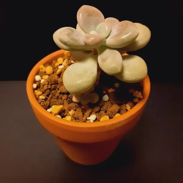 多肉植物 グラプトペタルム だるま秋麗