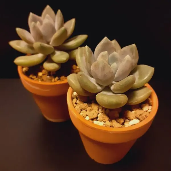 多肉植物 パキベリア フユビジン 100均