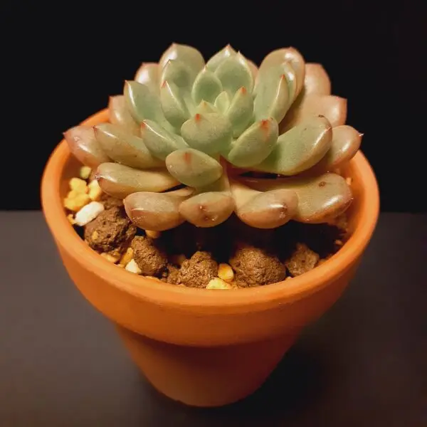 多肉植物 グラプトベリア ピンクルルビー 100均
