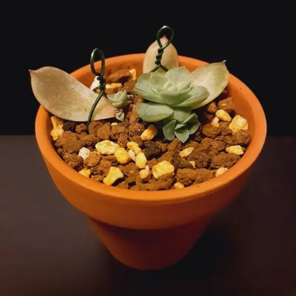 多肉植物　エケベリア　メキシカンスノーボール　子株　100均