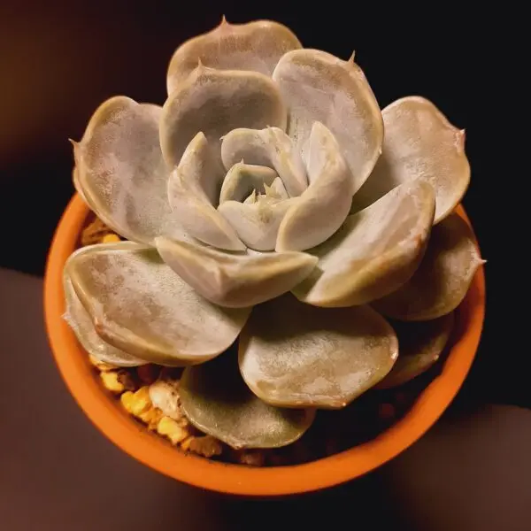 多肉植物　エケベリア　スノーバニー　ホムセン