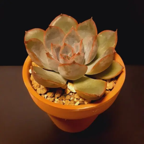 多肉植物　エケベリア　オリオン　100均