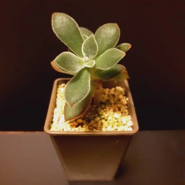 多肉植物　エケベリア　ハムシー　ホムセン