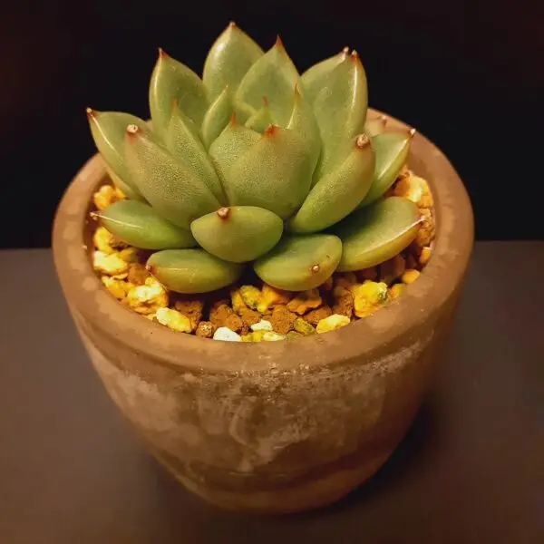 多肉植物　エケベリア　ギルバ　100均