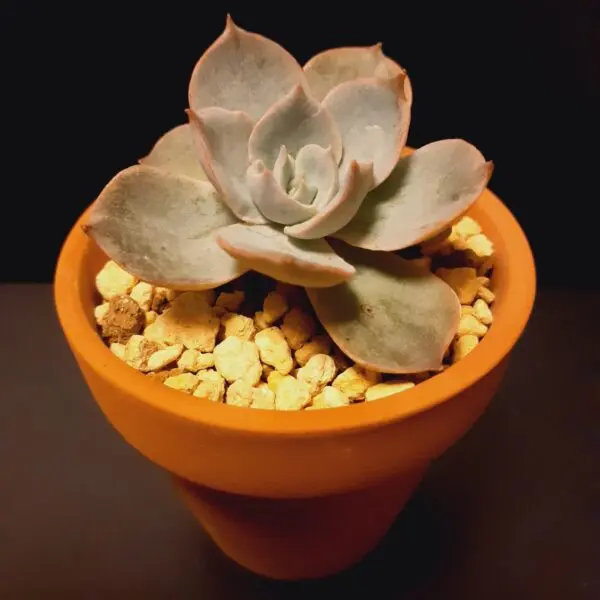 多肉植物　エケベリア　サブセシリス　ホムセン
