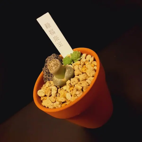 多肉植物　リトープス　緑福来玉　ホムセン