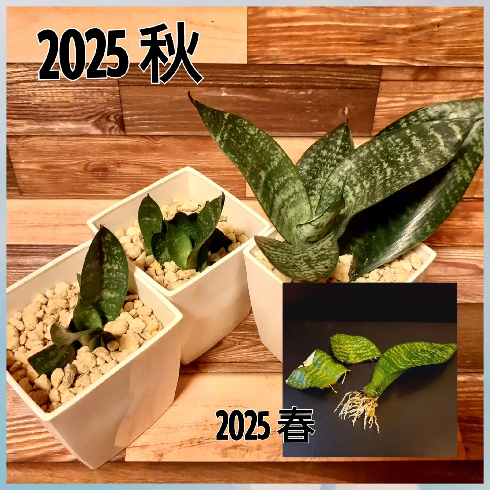 サンセベリア 札落ち 100均 成長比較