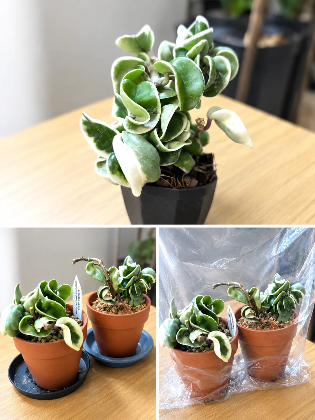ホヤ カルノーサ コンパクタ アルボマルギナータ 木 植え替え